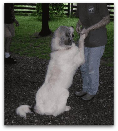 Shaved Great Pyrenees