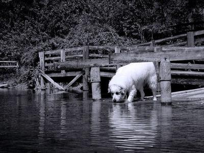 Water Pyr