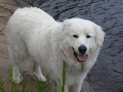 Great Pyrenees Rescue Bear