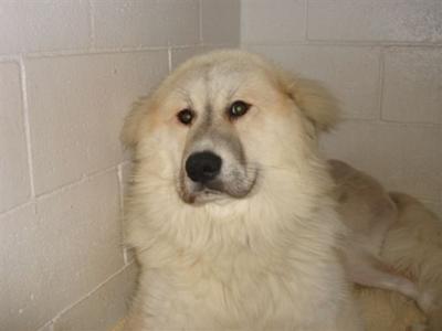 Great Pyrenees Rescue Bobby
