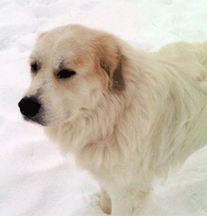 Great Pyrenees Rescue Churchill
