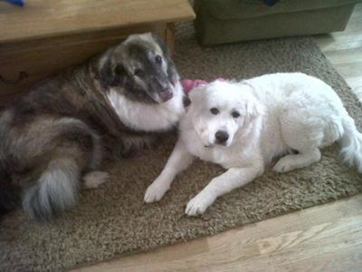 Great Pyrenees Rescue Elle