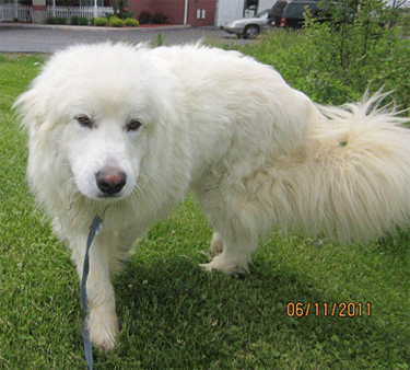 Great Pyrenees Rescue Goliath
