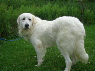 Great Pyrenees Rescue Martha