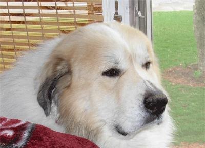 Great Pyrenees Rescue Ryu
