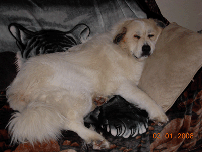 Great Pyrenees Rescue Ryu