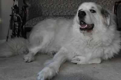 Great Pyrenees Rescue Buddy