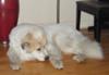 Great Pyrenees Rescue Oso