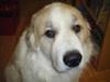 Great Pyrenees Rescue Oso