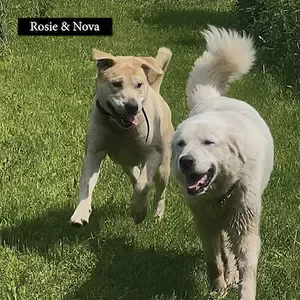 Rosie and Nova