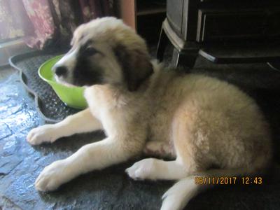 9 week old great pyrenees