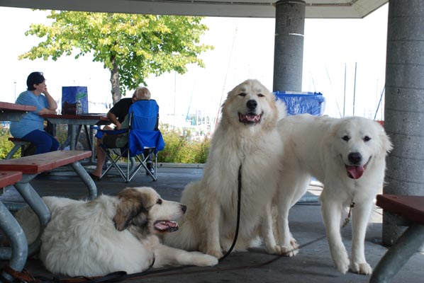 Great Pyrenees