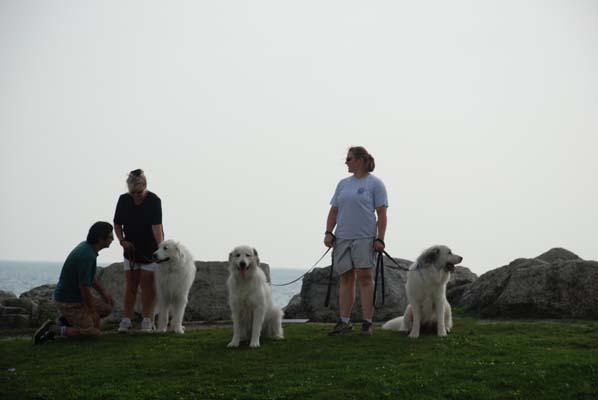 Great Pyrenees