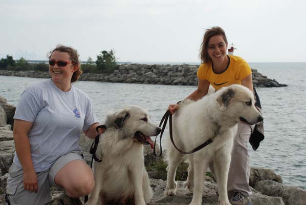 Great Pyrenees Mountain Dog