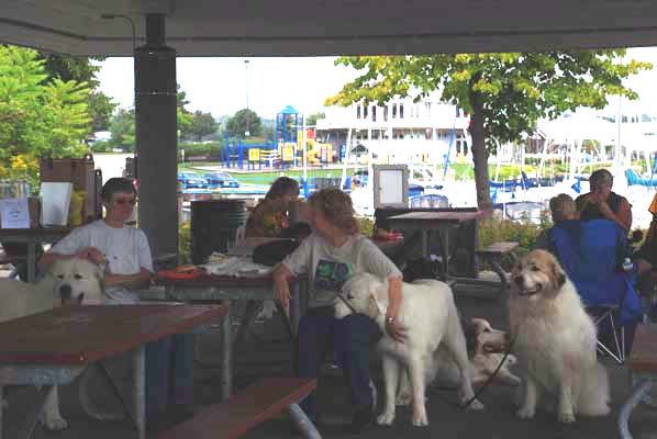 Great Pyrenees Mountain Dog