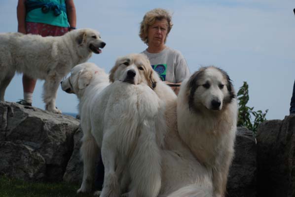 Great Pyrenees Mountain Dog