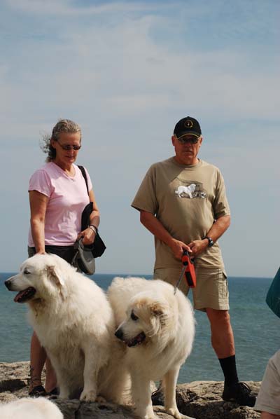 Great Pyrenees Mountain Dog