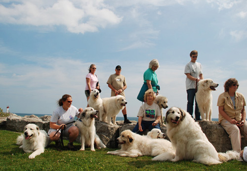 Great Pyrenees Mountain Dog