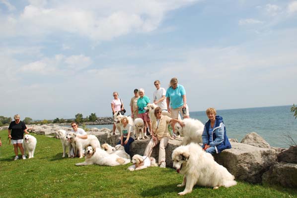 Great Pyrenees Mountain Dog