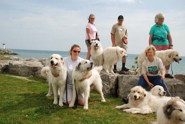 Great Pyrenees Mountain Dog