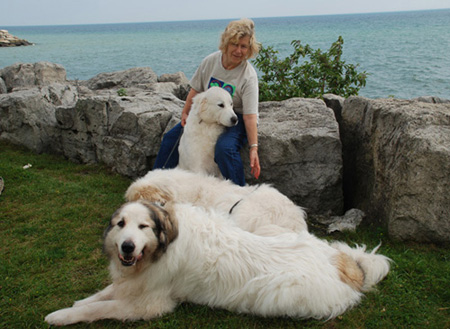 Great Pyrenees Mountain Dog