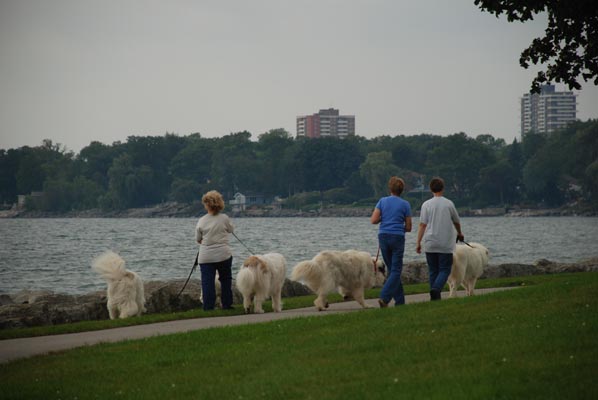 Great Pyrenees Mountain Dog