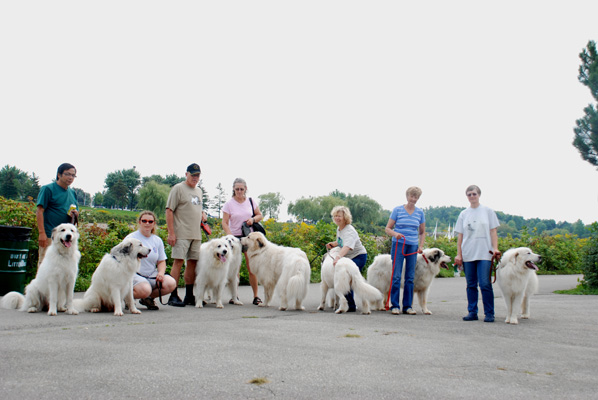 Great Pyrenees Mountain Dog