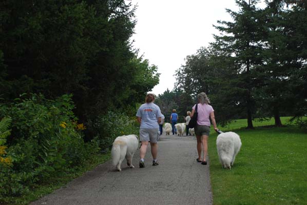 Great Pyrenees Mountain Dog