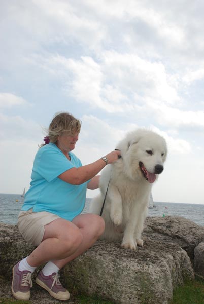 Great Pyrenees Mountain Dog