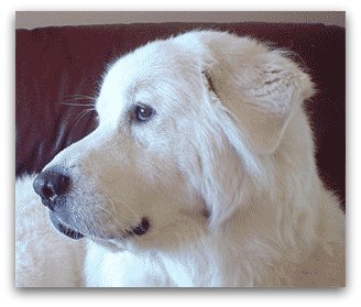 angry great pyrenees