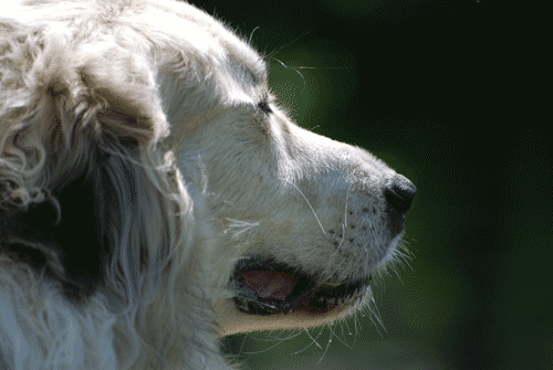 Great Pyrs at Play