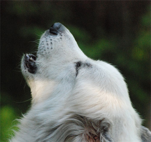 great pyrenees spotted belly