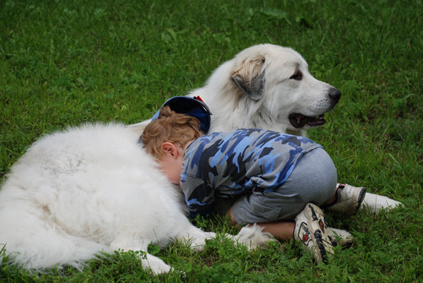 baby great pyrenees