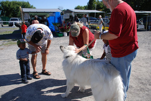 great pyrenees first heat