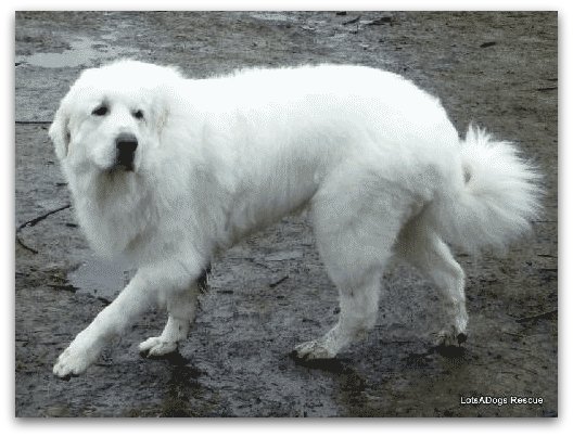 male great pyrenees
