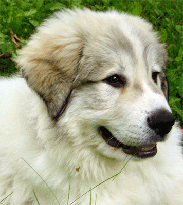 grand pyrenees puppy