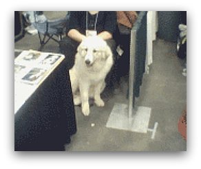 Great Pyrenees Mountain Dog