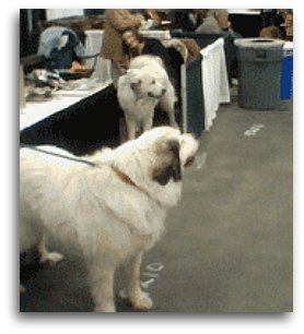 Great Pyrenees Mountain Dog