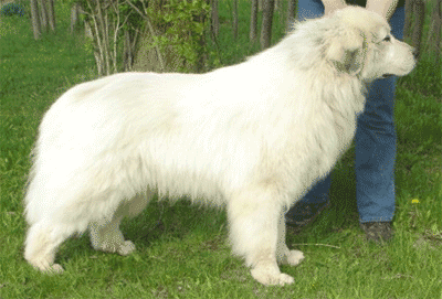 Remy - Lost Great Pyr