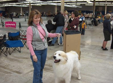 Great Pyrenees Mountain Dog