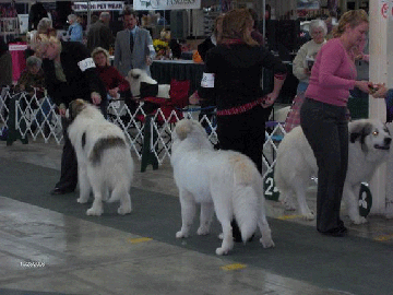 Great Pyrenees Mountain Dog