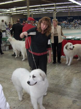 Great Pyrenees Mountain Dog