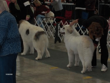 Great Pyrenees Mountain Dog