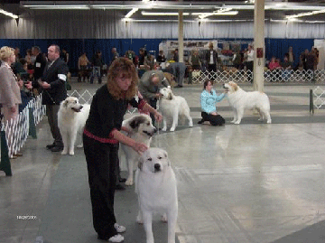 Great Pyrenees Mountain Dog