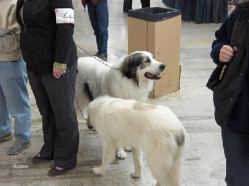 Great Pyrenees Mountain Dog