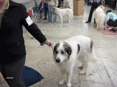 Great Pyrenees Mountain Dog