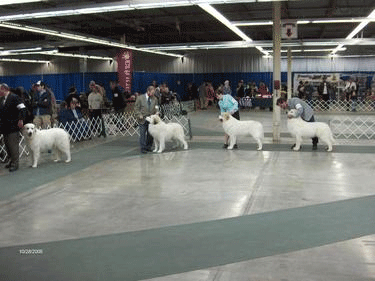 Great Pyrenees Mountain Dog