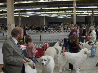 Great Pyrenees Mountain Dog