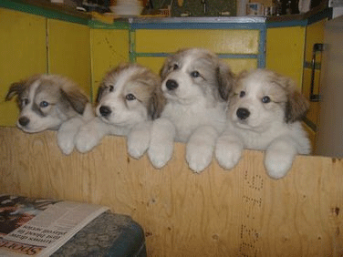 Tom & Bonnie pups Pups from Val Toth-Glenire Reg'd Dam is Glenire Bonfeu "Bonnie" Sire is Ch. Pyrview's Stompin Tom "Tom" Nov 26, 2006 