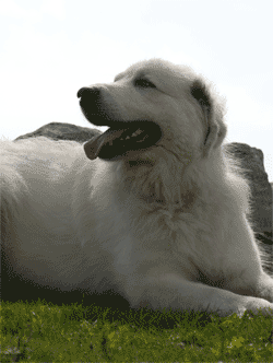 Great Pyrenees Mountain Dog